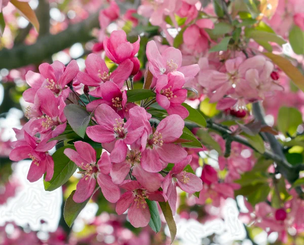 Krásné kvetoucí na jaře — Stock fotografie