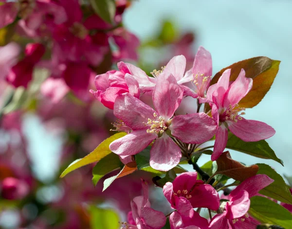 Flowering plum — Stock Photo, Image