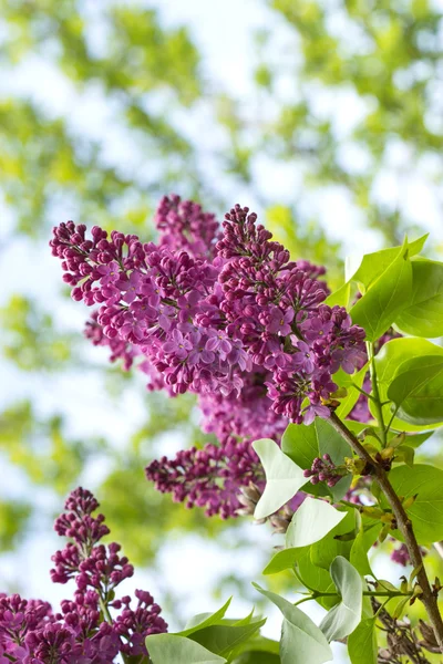 stock image Branches of the lilac