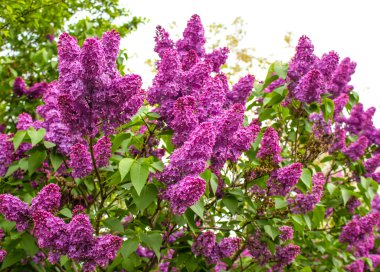 Branches of the lilac clipart