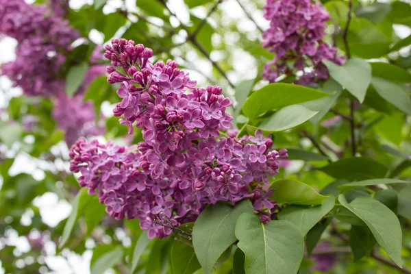 stock image Branches of the lilac