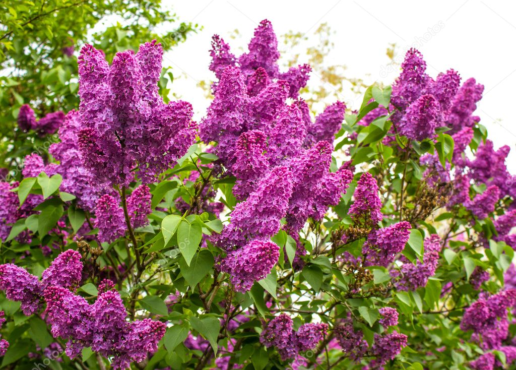 Branches of the lilac