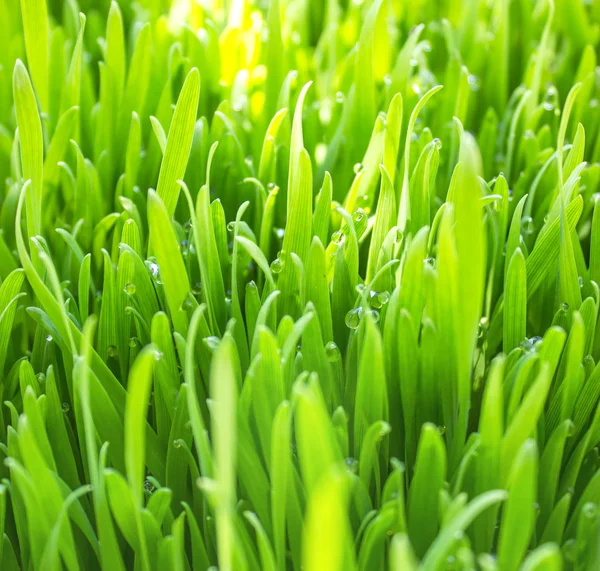 Grön vete tidigt på morgonen — Stockfoto