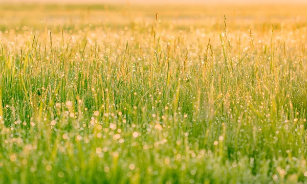 Трава с каплей росы — стоковое фото