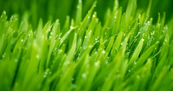 Green wheat early in the morning — Stock Photo, Image
