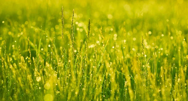 Зеленая трава с каплями росы — стоковое фото
