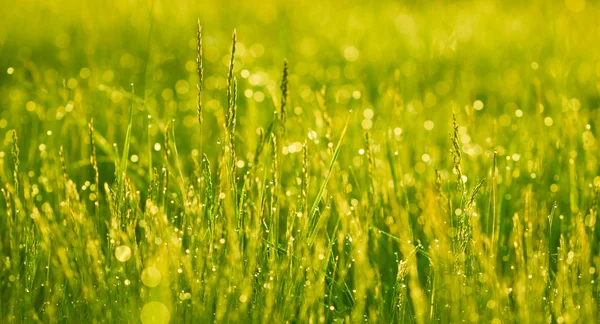 Herbe verte avec gouttes de rosée — Photo