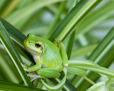 Little green frog clipart