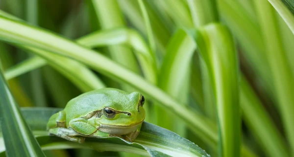 Little green frog — Stock Photo, Image