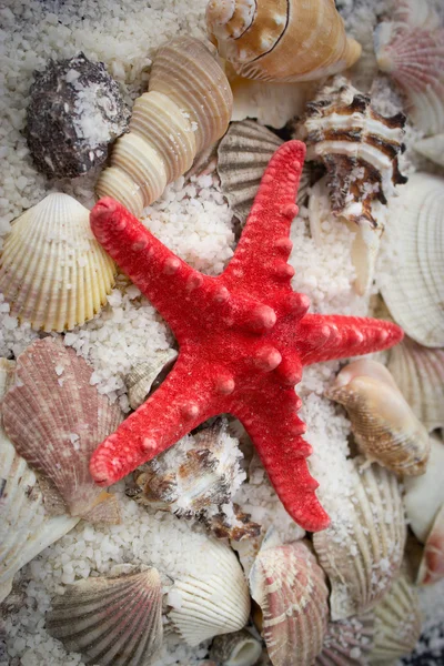 stock image Seashells and starfish