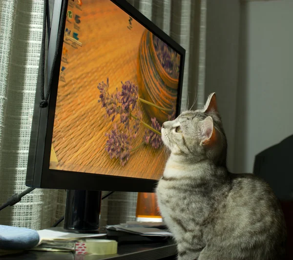 Katze blickt auf den Monitor — Stockfoto