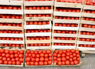 Fresh organic tomato is ready for transport clipart