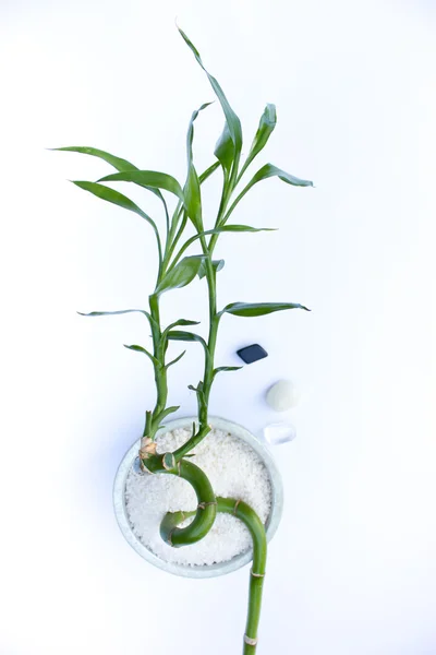 竹と結晶 — ストック写真