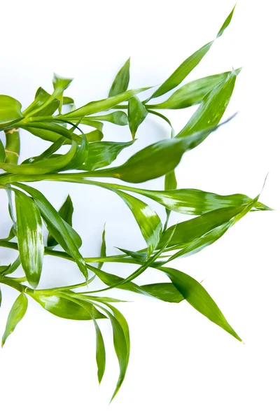 stock image Bamboo leaves