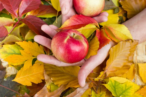 Jablka v rukou na pozadí listí — Stock fotografie