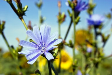 Mavi çiçek-centaurea cyanus