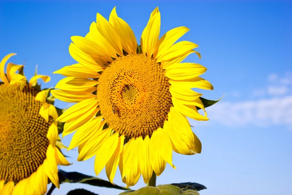 Sunflower, honey bee and sky — Stock Photo, Image
