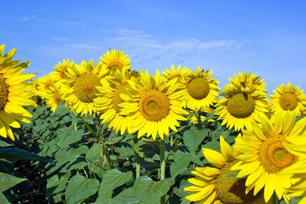 Sunflover fält — Stockfoto
