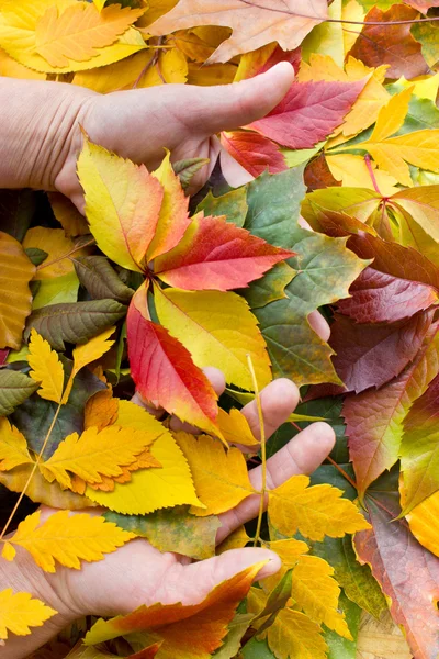 Herbstblätter in den Händen — Stockfoto