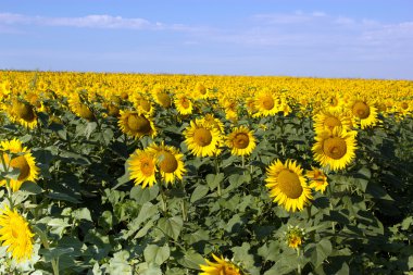 sunflover alanı