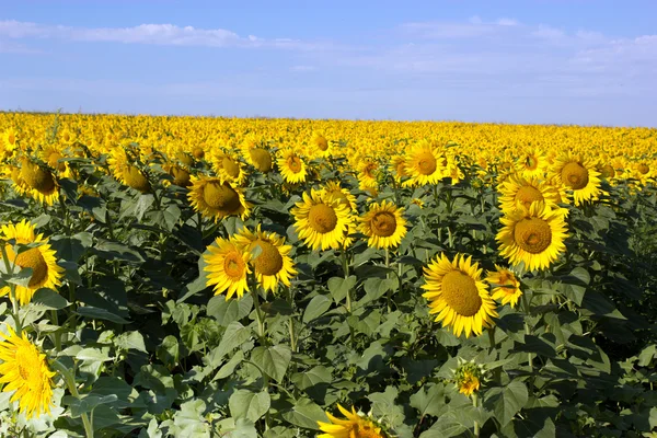 Sunflover fält — Stockfoto