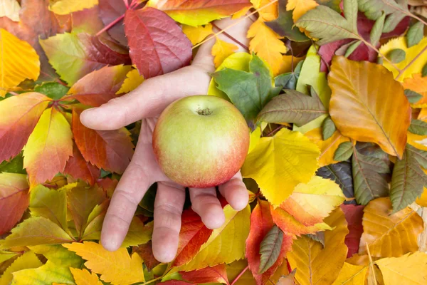 Manzana en la mano en el fondo de las hojas — Foto de Stock