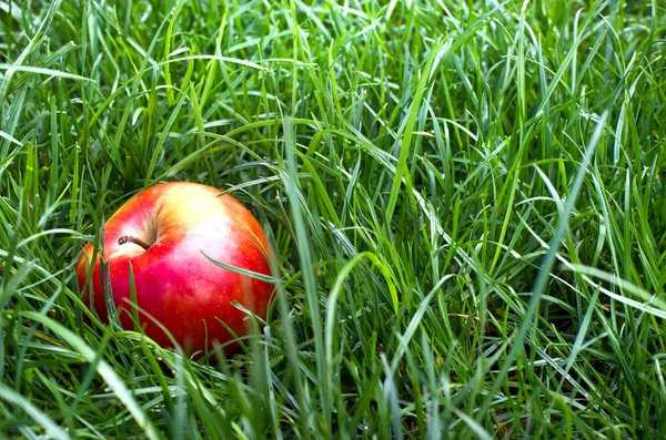 Appel in het gras — Stockfoto