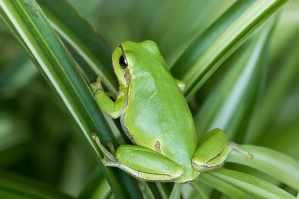 Kleine groene kikker — Stockfoto