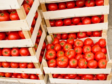 Fresh organic tomato in crates clipart