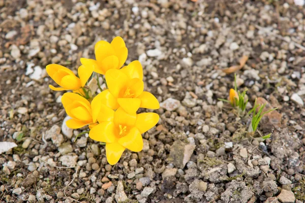 stock image Yellow flower - Crocus