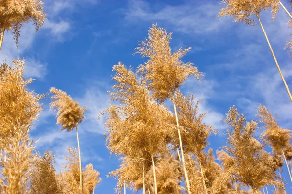 Reed - sockerrör — Stockfoto