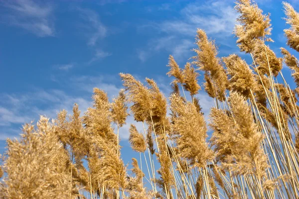 stock image Reed - cane