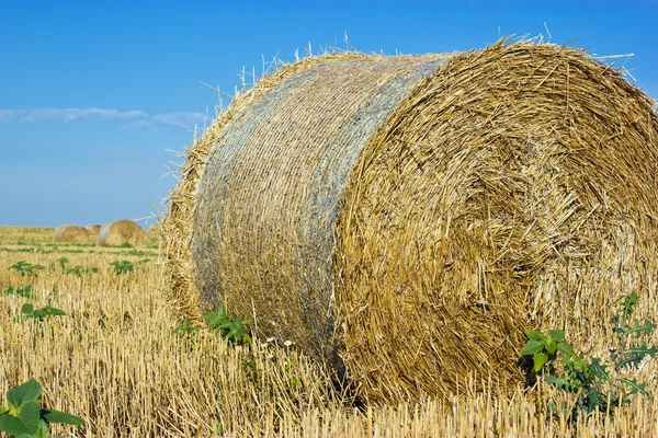 稻草捆捆的干草 — 图库照片