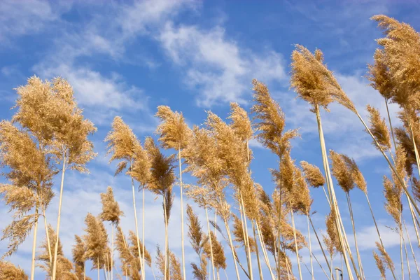 Dry reed - cane — Stock Photo, Image