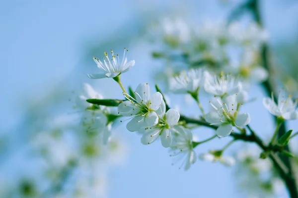 Beautiful blooming — Stock Photo, Image