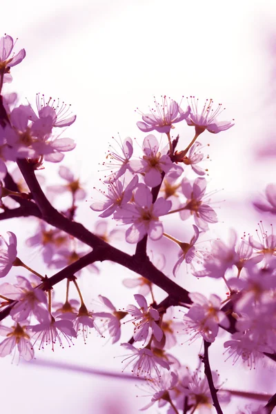 Stock image Beautiful blooming in April