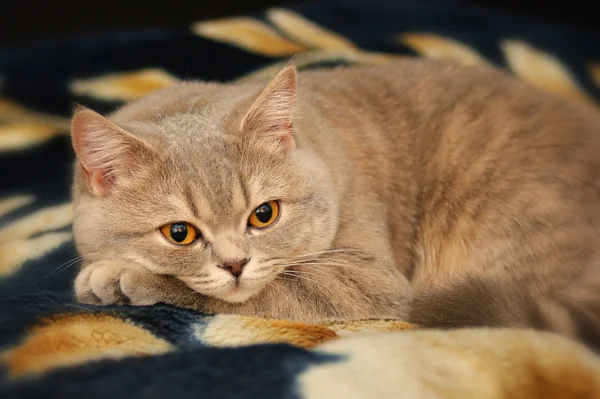 Gul-vacker katt rasen brittisk korthår — Stockfoto