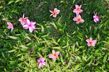 çimenlerin üzerinde pembe plumeria