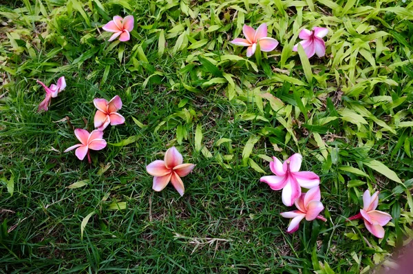 stock image Pink Plumeria on grass