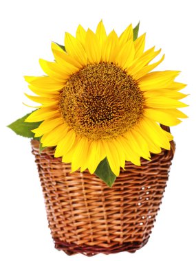 Sunflower in basket clipart