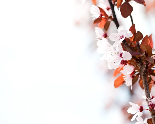 Våren blommande bakgrund — Stockfoto
