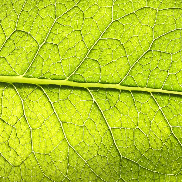 Textura de hoja verde — Foto de Stock