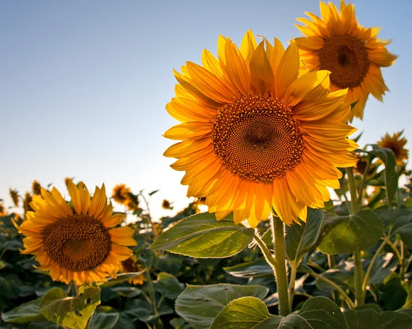 stock image Sunflower in spring field