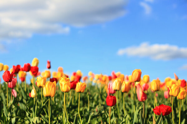 Tulips