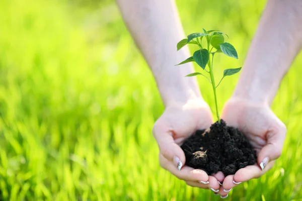 stock image Young plant