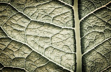 Leaf texture clipart