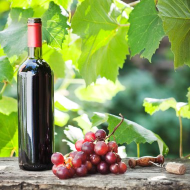 Wine bottle and bunch of grapes clipart