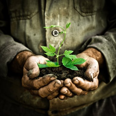 Man hands holding a green young plant clipart