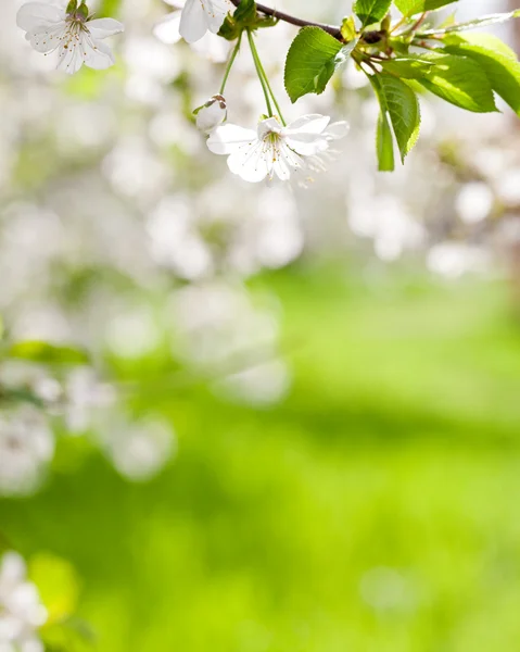 stock image Spring flowers