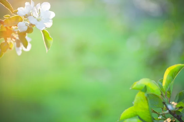 Blossoming apple tree branch — Stock Photo, Image